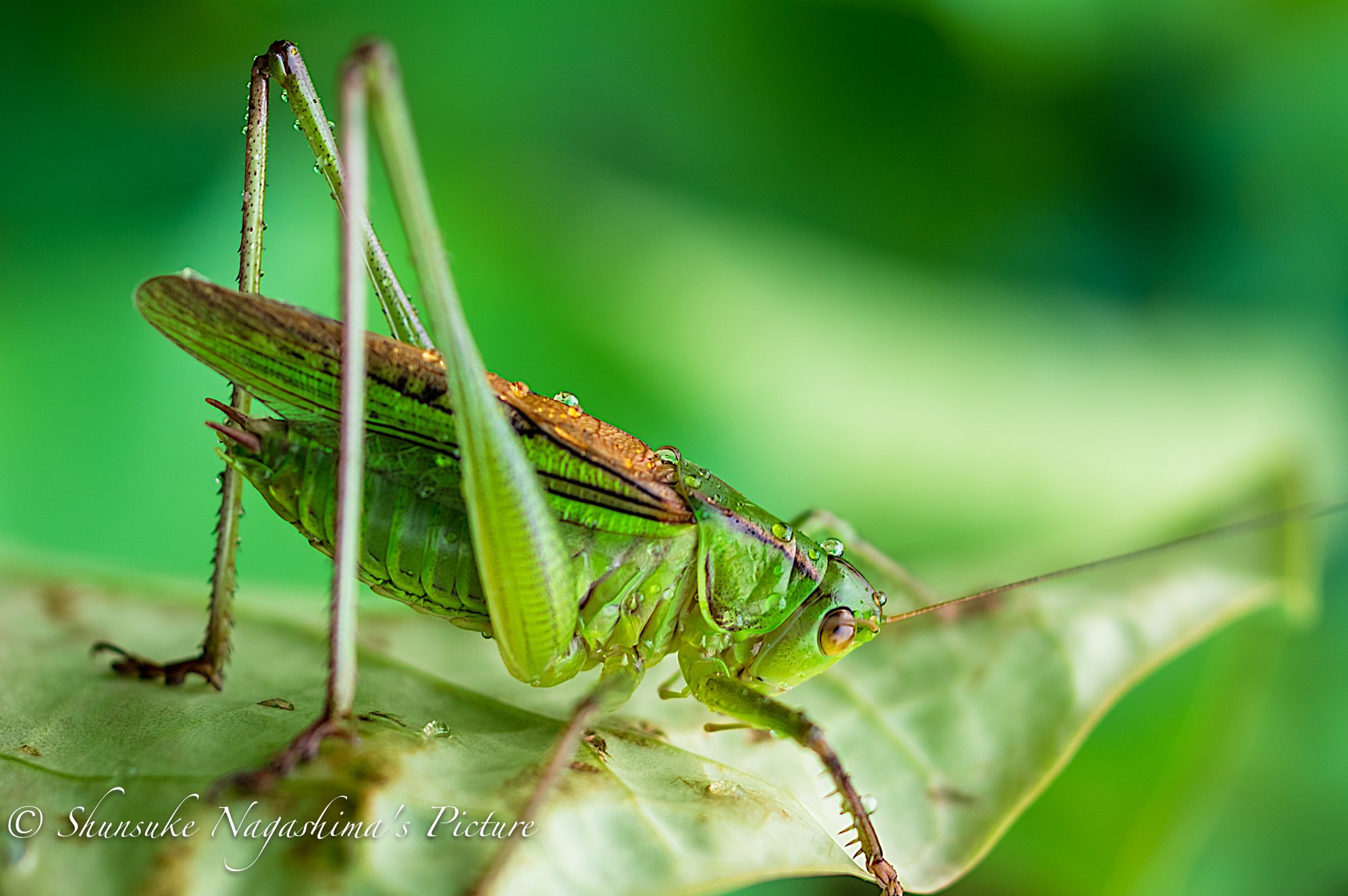 写真家 永島俊介 バッタ Pentax 梅雨 昆虫 バッタ 写真好きな人と繋がりたい ファインダー越しの私の世界 写真 T Co Kvixmplvbm Twitter