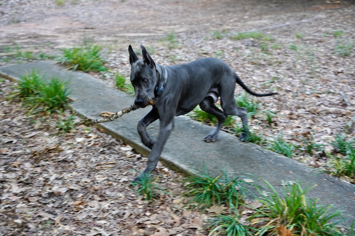 7 months old today... 145 lbs and growing like a weed!! #bluegreatdane #greatdane #lovemydog