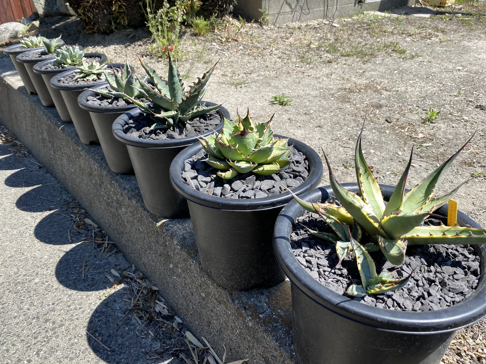 たま 使い勝手が分からない とりあえず初投稿してみる 笑 宜しくお願いします アガベ Agave チタノタ 化粧石 緑のある暮らし 植物のある暮らし 植物男子 観葉植物 多肉植物 塊根植物 趣味の園芸 ガーデニング 瓦 黒いぶし 黒燻