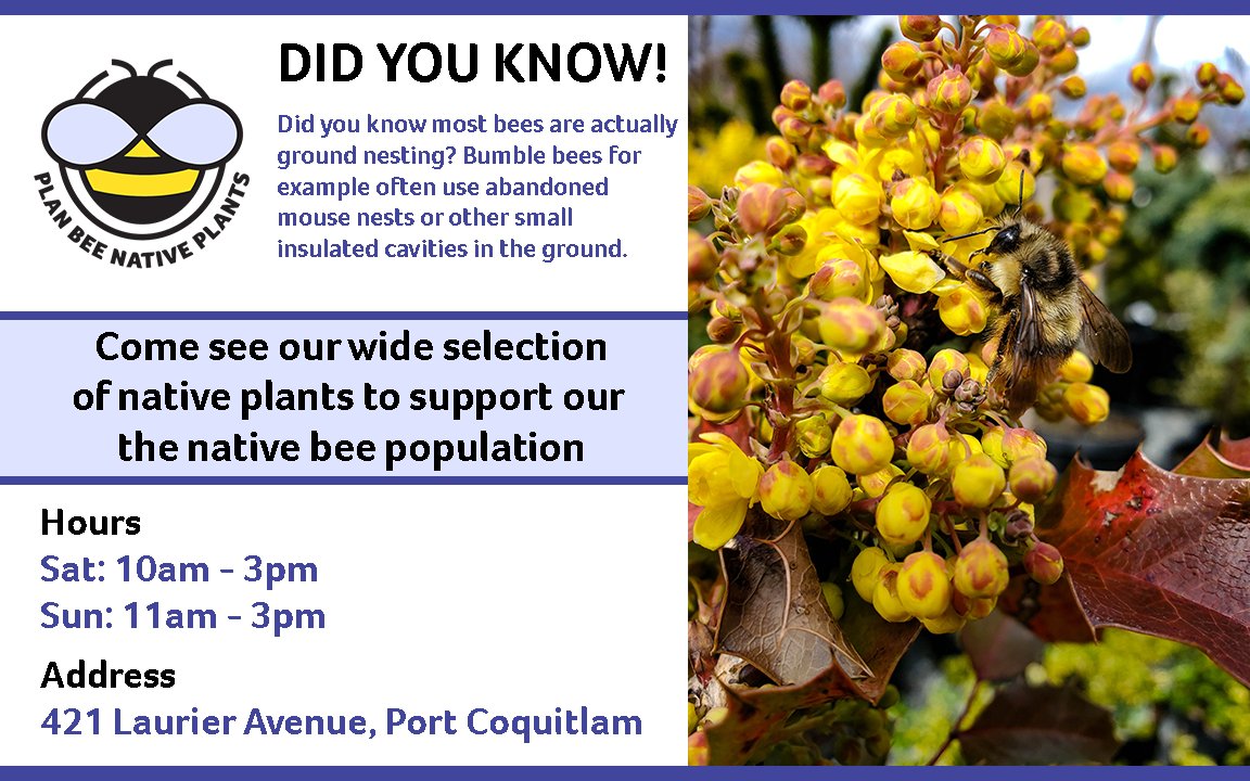 PlanBee Native Plants (@planbeeplants) on Twitter photo 