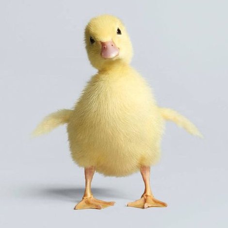  (duckling version)