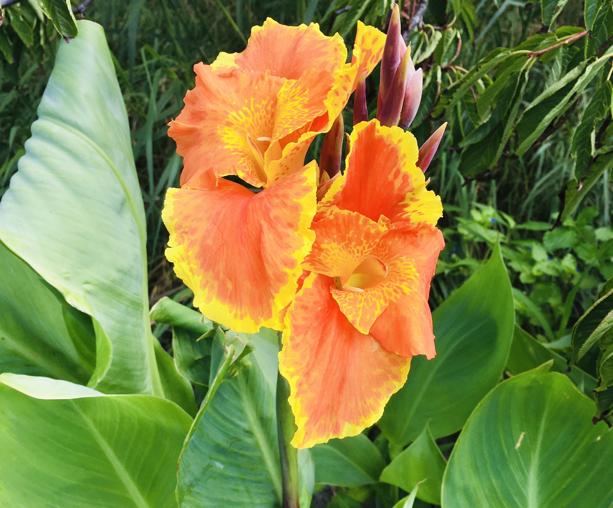 池ポチャ野郎 En Twitter 大きな葉っぱの花 カンナ かんな 花カンナ 花 フラワー 赤い花 黄色い花 オレンジの花 大きな葉っぱの花 鮮やかな花 トロピカルな花 T Co Oomgnskadi Twitter