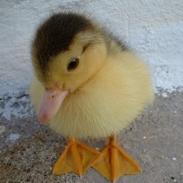 pls take a step back they're very shy :(