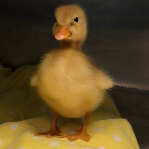 only good boys are allowed to stand like that