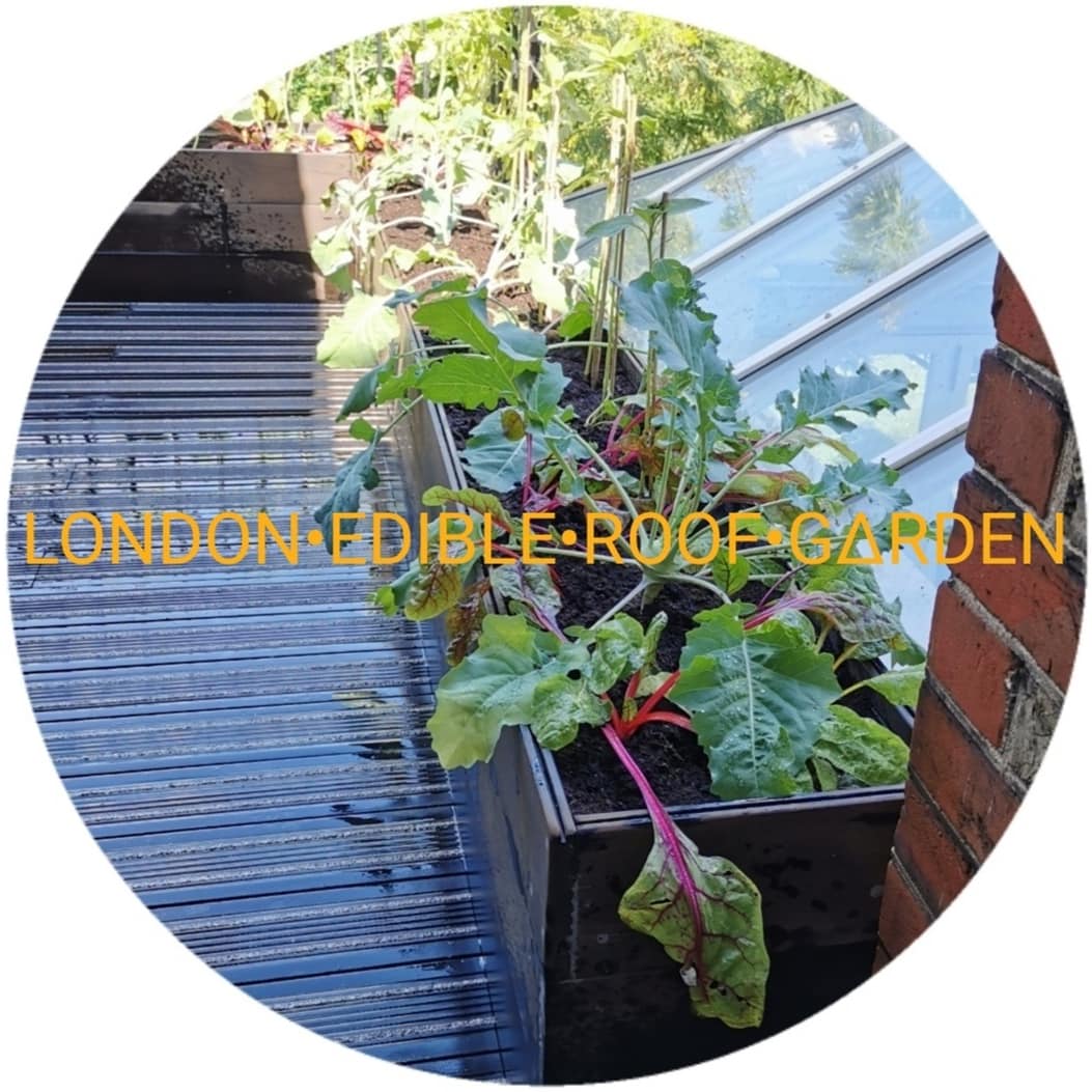 DimitriLaunder's tweet photo. #LondonEdibleRoofGarden new #artist_gardenerproject with sustainably sourced nonslip Bamboo Decking & Planters • Polyculture & companion planting #noinsecticides https://t.co/xLHsgAHUpQ