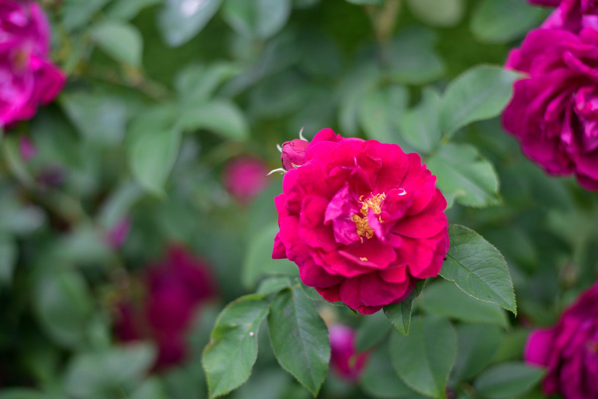 Beautiful blooms last weekend at <a href="/NymansNT/">NymansNT</a> We managed to get tickets for <a href="/sheffieldparkNT/">Sheffield Park and Garden, National Trust</a> next week and I’m so excited! So lovely to be enjoying our favourite gardens again 💚
<a href="/nationaltrust/">National Trust</a> <a href="/southeastNT/">National Trust South East</a> #EveryOneNeedsNature