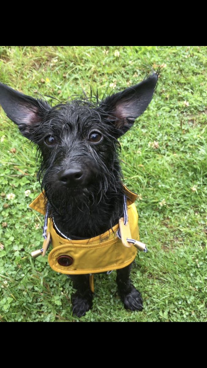 levans296's tweet photo. Soggy doggy and more rain #scoodle #25weeks https://t.co/5Ryz9pZPls