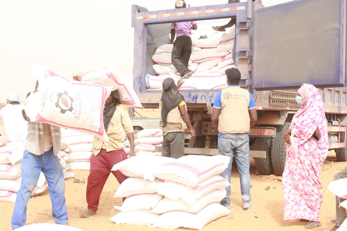 MoussaMMaouloud's tweet photo. @FAO acting early to mitigate the effects of drought and #COVID_19 pendamic in #Mauritania, with support of @UNCERF. 7428 smallholder farmers benefited from distribution of animal feed in #Assaba and #Hodh_Chargui. https://t.co/ySqrde54S5