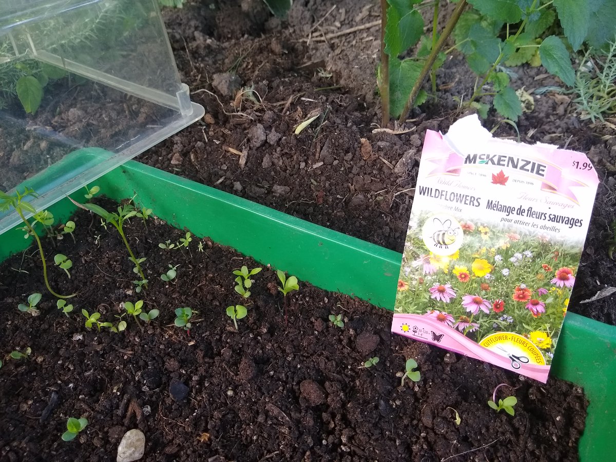 McM_MsT's tweet photo. Students have been planting & sprouts have appeared! #GreenTeamBD Buzz On #STEM inspired entrepreneurial projects: honey, home-made soap products & plantable bookmarks #qrcode tell a story all while doing our part in saving bees
https://t.co/DU9rRjhyHX
#mcmbizday #eaprogram #CCEL https://t.co/9bCqQaaCqn