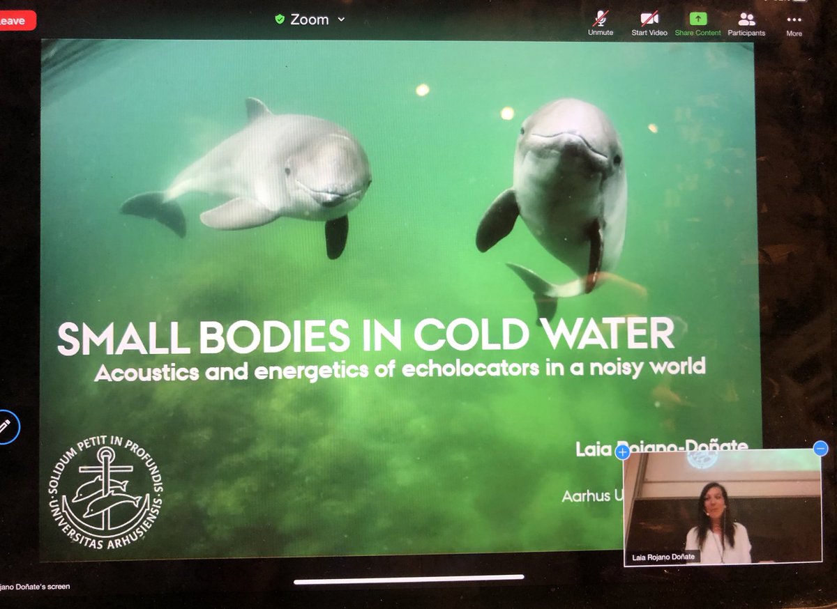Huge congratulations to Dr <a href="/laia_rojano/">Laia Rojano-Doñate</a> on a brilliant PhD defense and discussion looking at how noise impacts #harbourporpoise energetics and physiology. 👏🏼