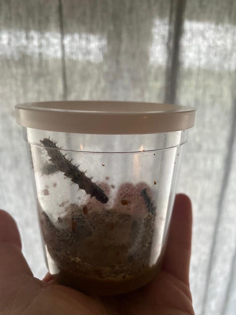 Niccampbe's tweet photo. And we have butterflies! From 🐛 to 🦋 @ardeleyschool https://t.co/u7LreYRBrV