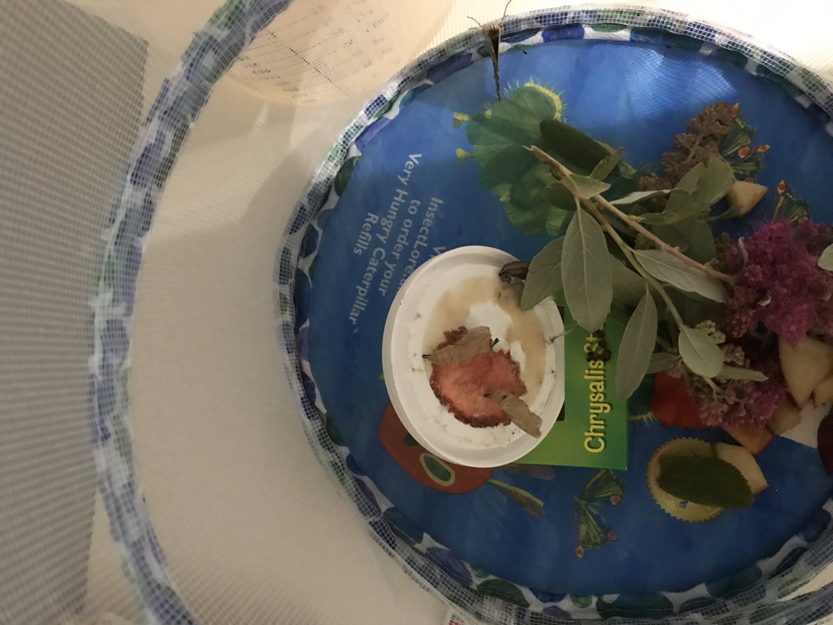 Niccampbe's tweet photo. And we have butterflies! From 🐛 to 🦋 @ardeleyschool https://t.co/u7LreYRBrV