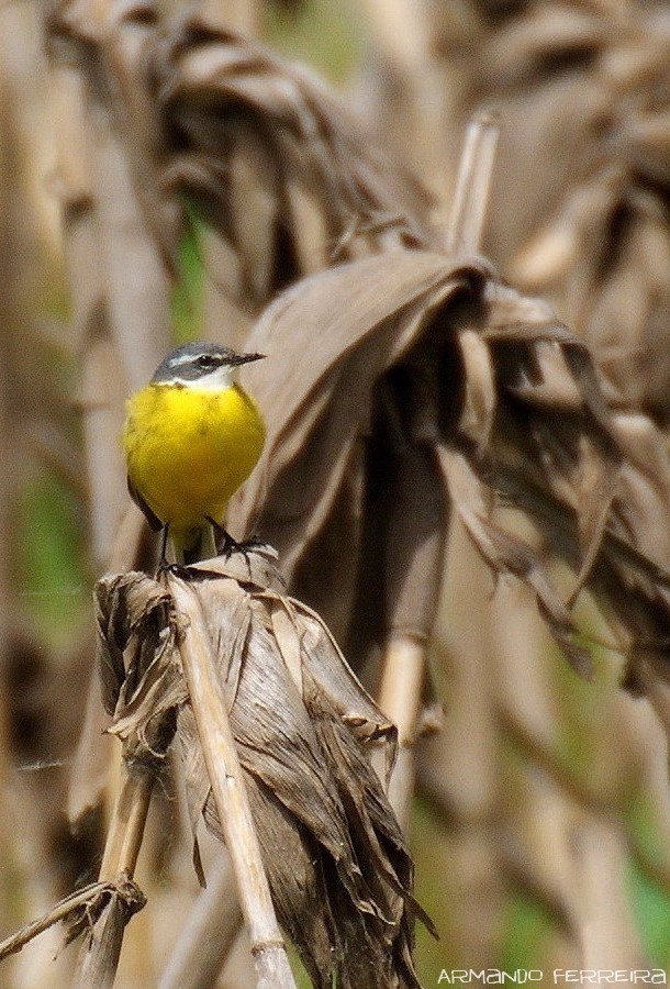 ArmandoCFerreir's tweet photo. De peito feito... 
Alvéola-amarela (Motacilla flava). 
Pateira de Frossos, Albergaria-a-Velha. Fotografia de 2015. #birdwatching #Frossos https://t.co/nd9iyhiBHB