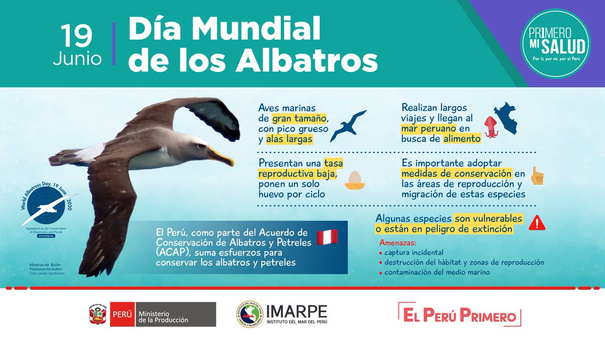 #DíaMundialDeLosAlbatros En el Perú, podemos encontrar 6 especies de albatros, los cuales proceden desde las Islas Galápagos, Nueva Zelanda y del sur de Sudamérica. #ConoceALosAlbatros, las aves marinas que viajan por el mundo.🌎