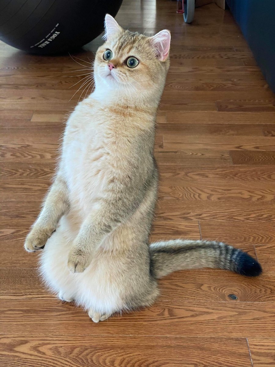 yaoichin's tweet photo. When your cat has better posture than you do.       #CatsOfTwitter #cats https://t.co/OXc9pRSvmh