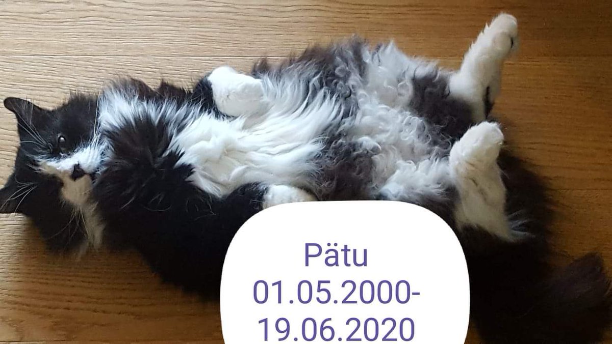 KristjanPuustus's tweet photo. Within two weeks our family have lost two dear friends and playmates. We miss our hearts out for Kessu (14 y) and Pätu (20 y). 🏴 https://t.co/OUwikb5VAN