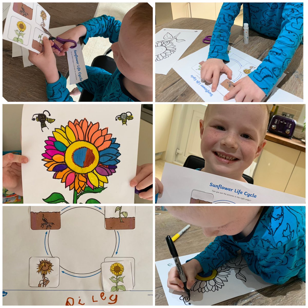 LZDevine's tweet photo. Thank you @eastfieldschool for my P1 induction tour and my sunflower diary. I had great fun doing the tasks today and I am looking forward to caring for my sunflower 🌻 and watching it grow.  #p1transition #LearningNeverStops https://t.co/cf6vVTyPSW