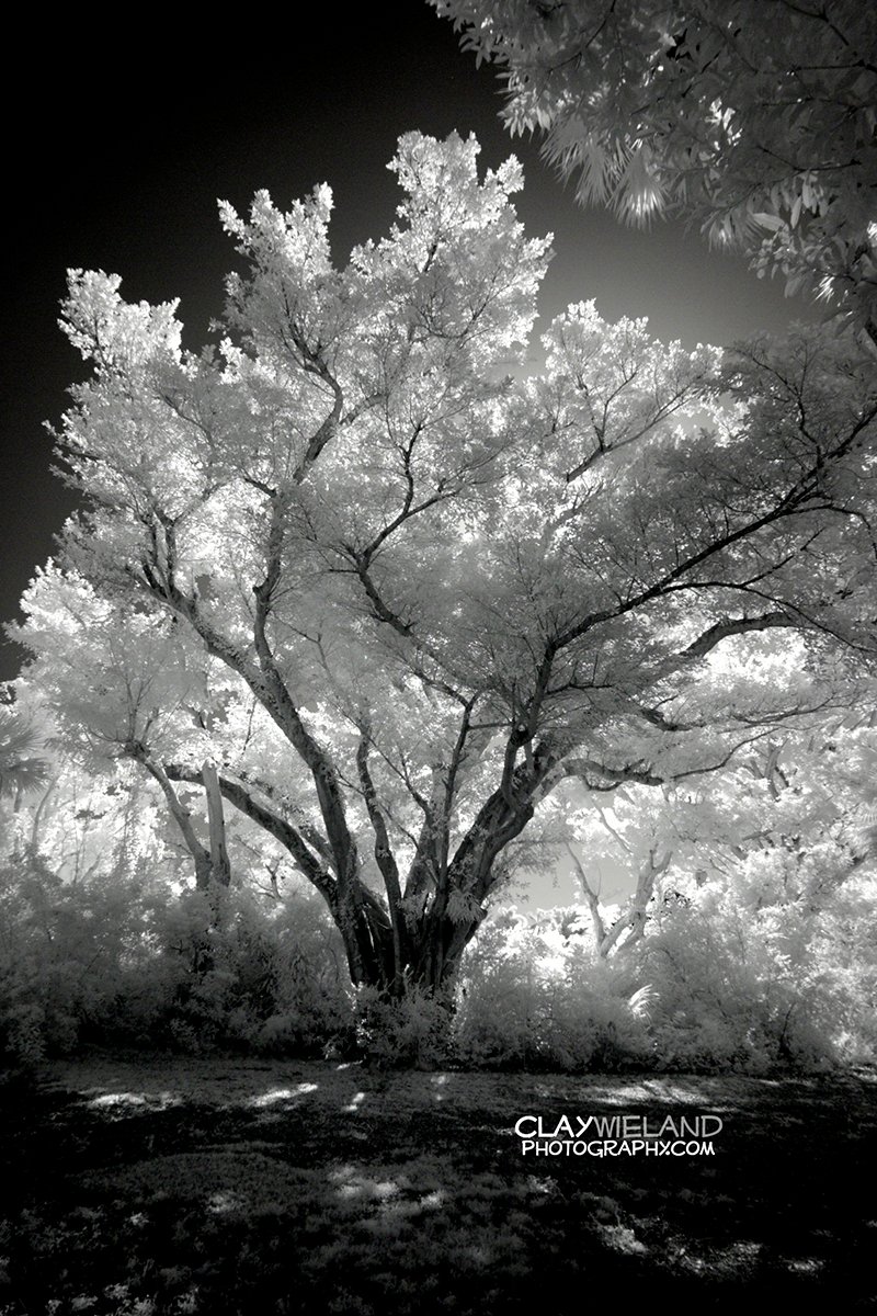 imagemaker89's tweet photo. Infrared Photography by Clay Wieland
#imagemaker89
#fortlauderdalephotographer
#eventphotography
#photographer
#ftlphotographer
#localphotographer
#clay_h_wieland
#cwpinfraredimages
#claywielandphotography
#fortlauderdale
#infraredphotographer https://t.co/ZgG9y3JXaC