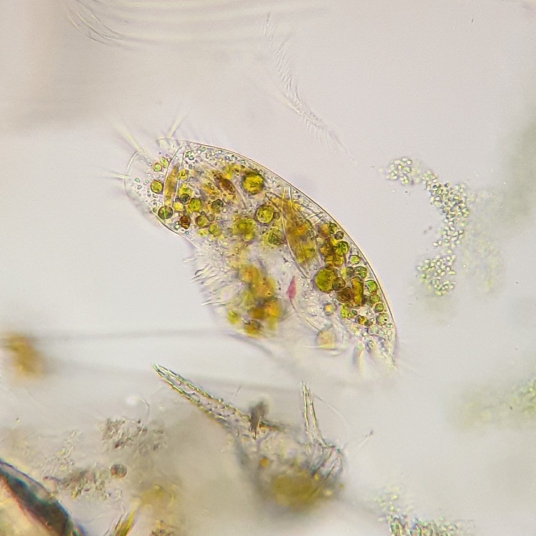 pbhbos's tweet photo. Could this be #Stylonychia?
https://t.co/tiCd9T6BDK
Unbelievable the size of the #diatoms it eats. #cilliates are cool. https://t.co/ouCnqKtFxp