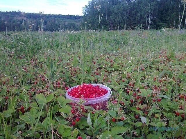 Хотели бы на такой поляне оказаться?