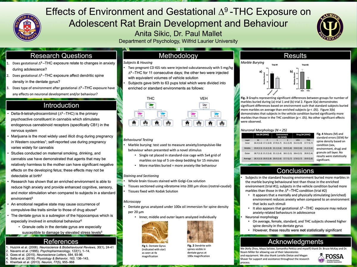 SikicAnita's tweet photo. Excited to present my thesis on the effects of gestational THC exposure on adolescent rodent brain development (specifically dendritic spine density in the dentate gyrus) and anxiety-related behaviour! Incomplete data collection due to COVID; existing data discussed. #aoputc2020 https://t.co/C5OCqTUWWB