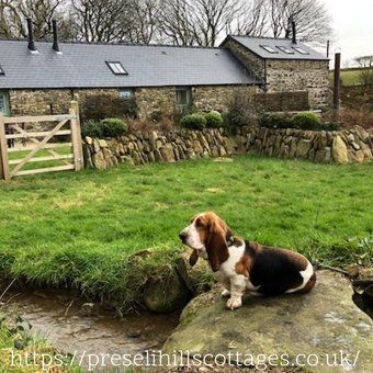 We're still allowed out in the fresh air, and there's nothing better than the Preseli Hills for that! It's also a great place for social distancing (except from the dogs 😂)

#holidays
#holidaycottages
#westwalescottages
#preselihills
#northpembrokeshire
#pembs