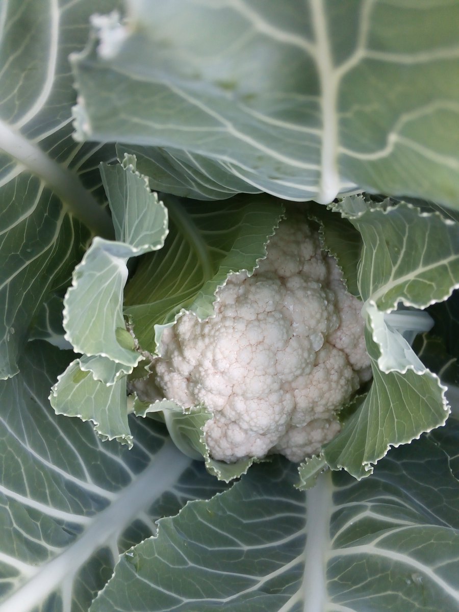 previmushrooms's tweet photo. Cauliflower grown @previmushrooms https://t.co/0PAfCeob1u