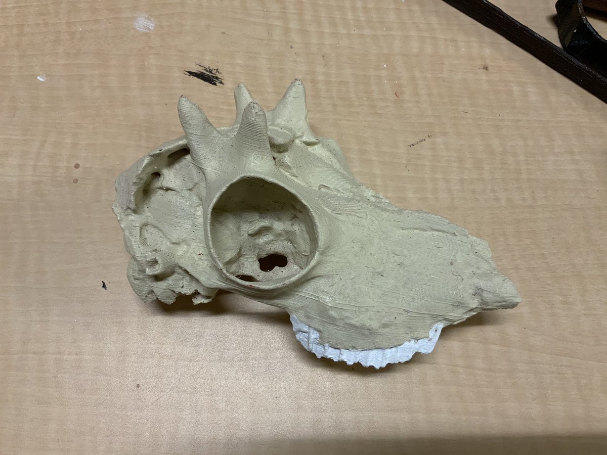 VCLatVCU's tweet photo. 3-D printed replica I used for the Ceratomeryx skull sketch I posted earlier #virtualcurationlab #fossilfriday @NMNH https://t.co/KsJJMdf2LH