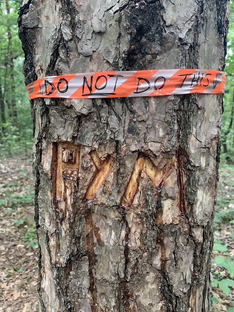 PagesNewShirt's tweet photo. This person should eat a bag of poop #ruffnermountain https://t.co/vxMEV0M6Ov