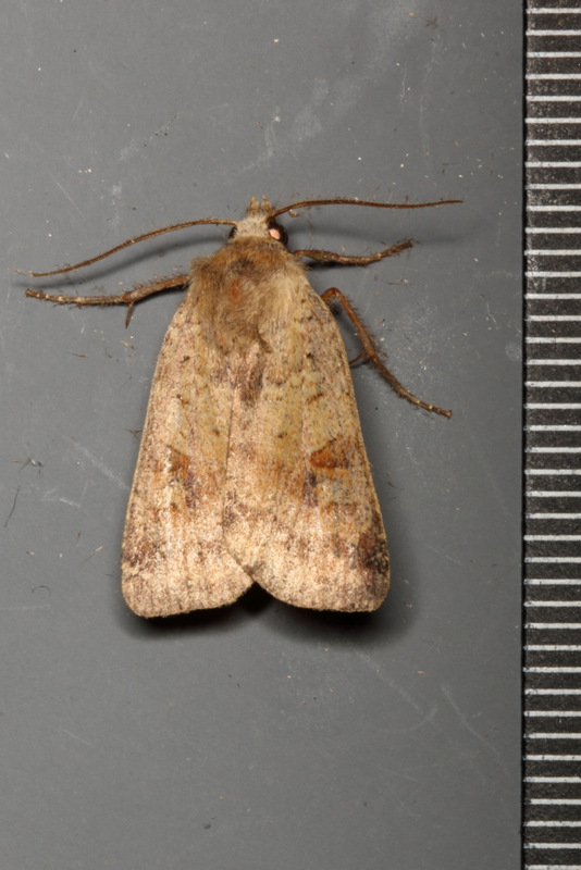 SelborneSoc's tweet photo. Three #noctuid #moths from this day in 2015 at our #PerivaleWoodLNR. Image show: Grey Arches (Polia nebulosa), Shoulder Striped-Wainscot (Leucania comma) and Ingrailed Clay (Diarsia mendica). #PW_OtD @Bc_HertsMiddx Image Credit: @BlotchedEmerald https://t.co/kAKRh6BJ1B