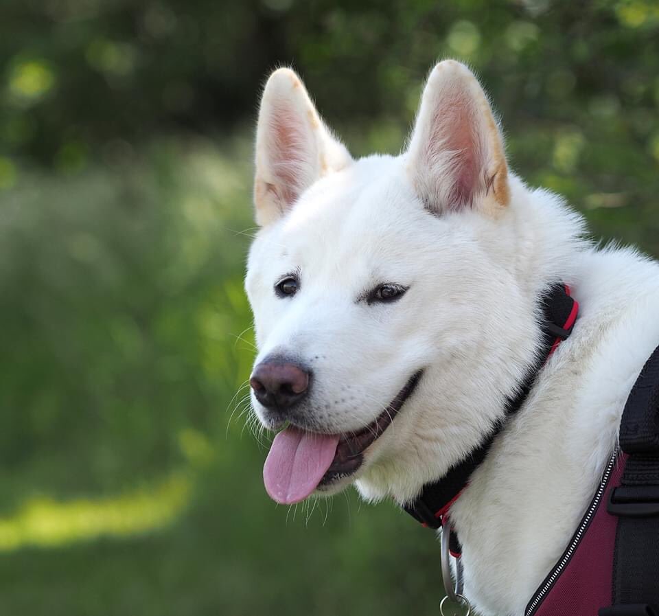 ARWTrust's tweet photo. β€οΈππΎ SMITTEN ADOPTION ALERT πΎπβ€οΈ
Skye has gone and bagged herself a 10/10 home it was definitely love at first sight.
This is what rescue is all about, be happy Skye.
#arwtrust #adoptdontshop #rescueisbest #thisiswhywedowhatwedo https://t.co/IEl1v2Kw1G