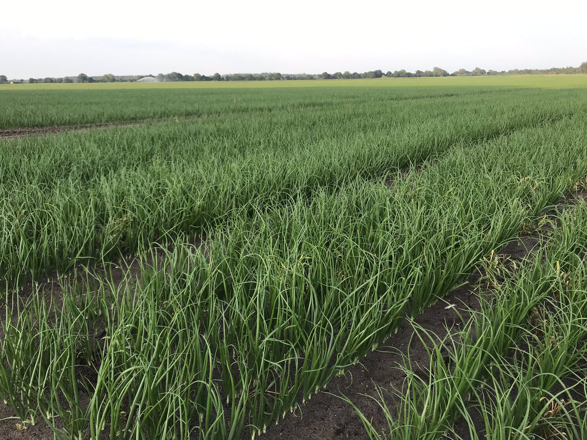 Mooi perceel #uien op de voormalige vloeivelden van Oranje #Vento #Rolein
