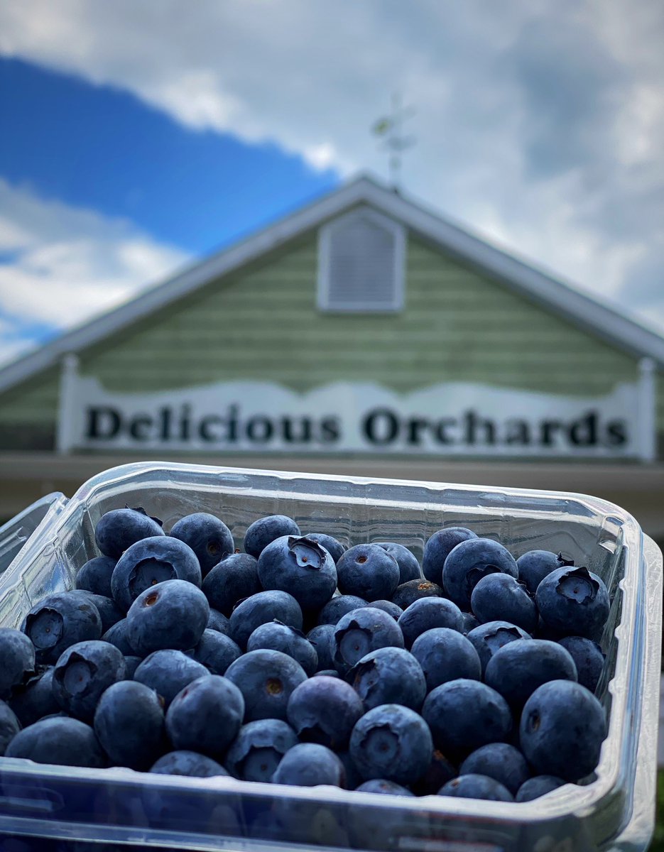 NJ blueberries are here! 😁 #deliciousorchards