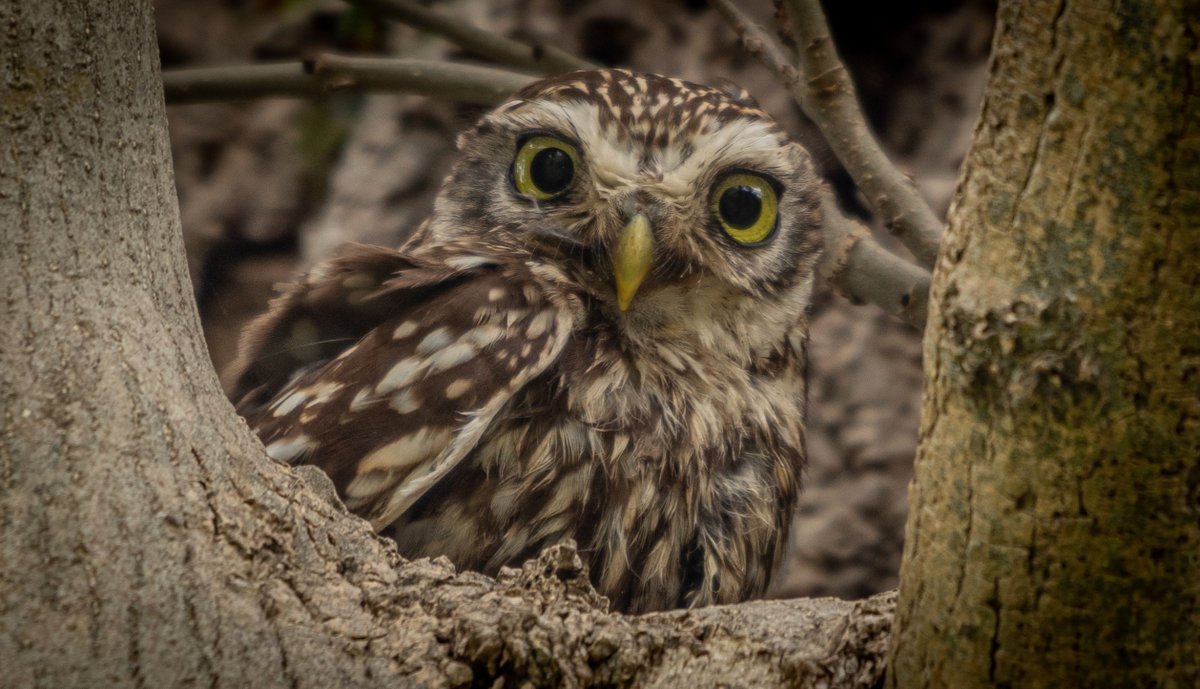 PhillCrowe's tweet photo. As it was raining this morning thought it would be a good time to visit the #floodplainforest #oldwolverton
#loveMK
@TheParksTrust @scenesfromMK @bucksalert @bucksbirdclub @DestinationMK @Natures_Voice @WildlifeMag @CanonUKandIE @SigmaImagingUK @BBCSpringwatch
#littleowl https://t.co/Cyiz8h95cM