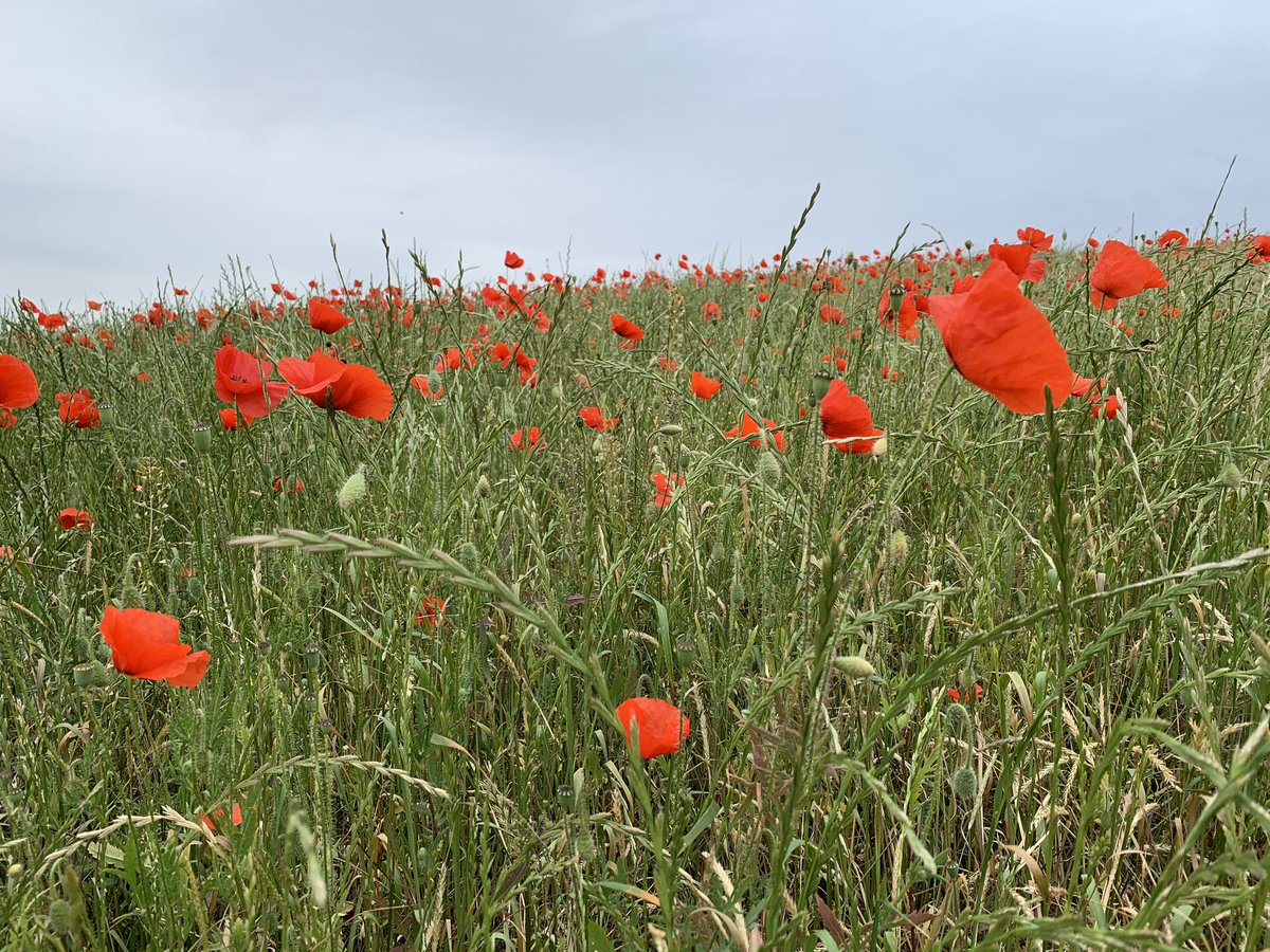 gizele_gh's tweet photo. #Poppyfields Spectacular! #Shalfont Saint Giles https://t.co/ue5bGa7PsE