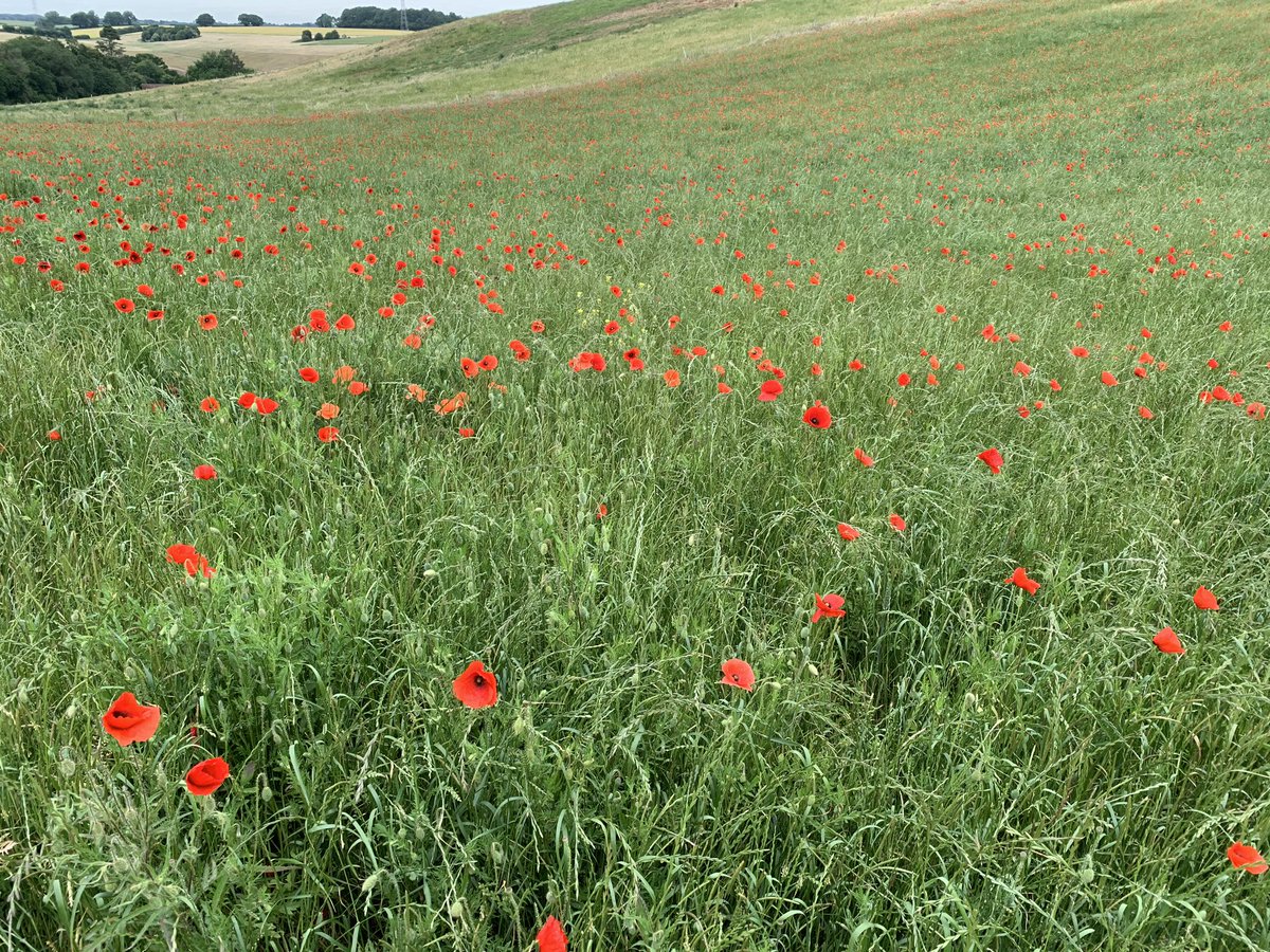 gizele_gh's tweet photo. #Poppyfields Spectacular! #Shalfont Saint Giles https://t.co/ue5bGa7PsE