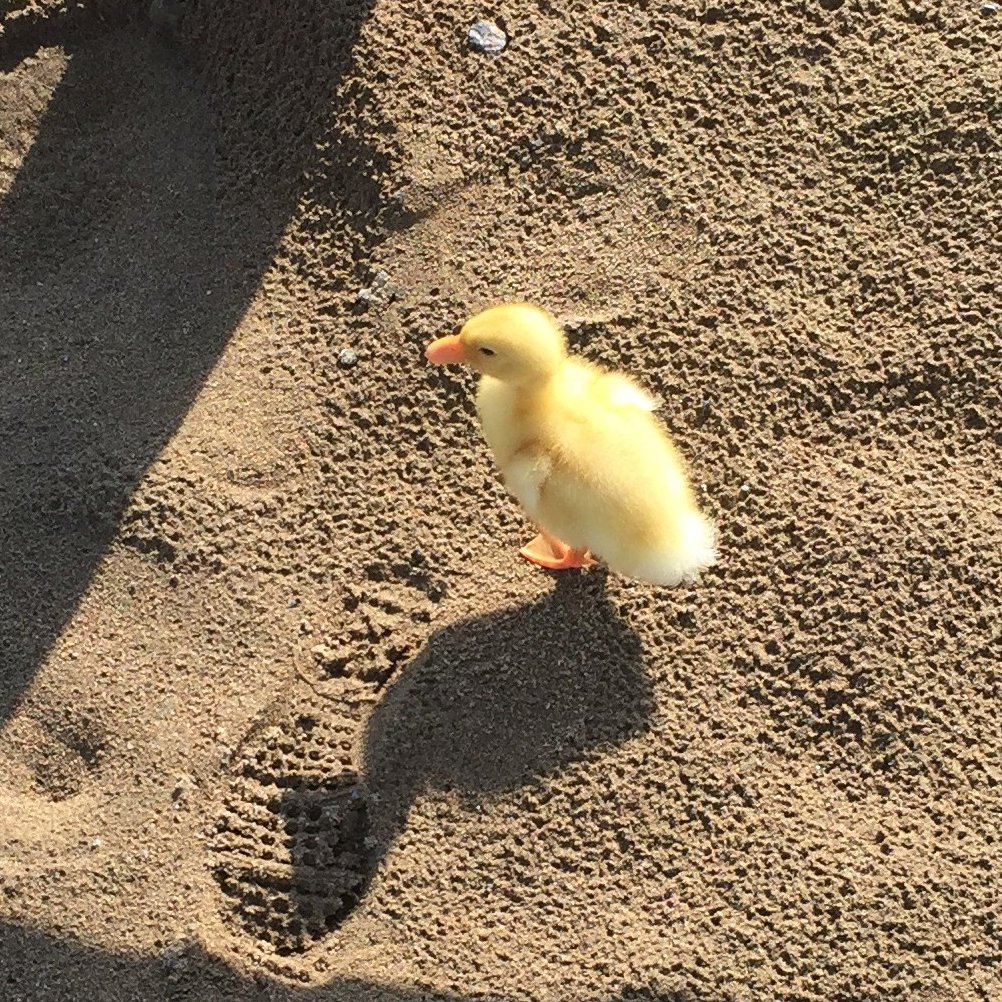 please be mindful not to step on them