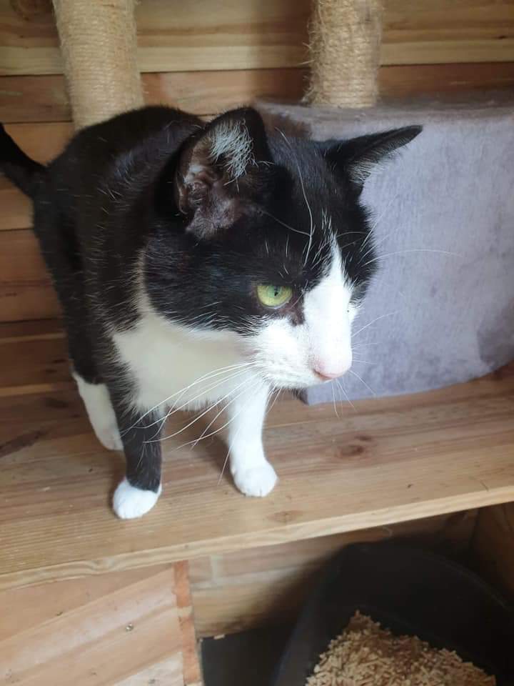 newstartcats's tweet photo. Here is John.   A very gentle cat who wants to be your best friend. 
He would be happy in a home with other cats and children. 
If you would like to meet this lovely lad call Karen on 07598 752992 or Donna on 07591 741326 leave a message registering your interest. https://t.co/yIuXreWNa8