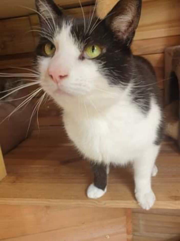 newstartcats's tweet photo. Here is John.   A very gentle cat who wants to be your best friend. 
He would be happy in a home with other cats and children. 
If you would like to meet this lovely lad call Karen on 07598 752992 or Donna on 07591 741326 leave a message registering your interest. https://t.co/yIuXreWNa8