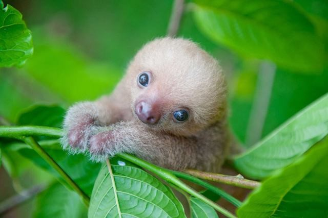 CientistaDGente's tweet photo. Eis a famosa, Preguicinha. https://t.co/QI3r2jeXVr