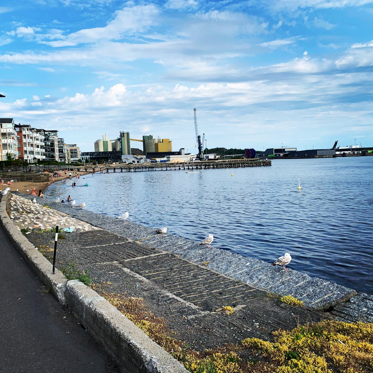 gjonemor's tweet photo. Måkene i Larvik har i safall forstått at det er 1-meteren som fortsatt gjelder @BentHHoyre #måkermotkorona https://t.co/WfWOOTFSAc