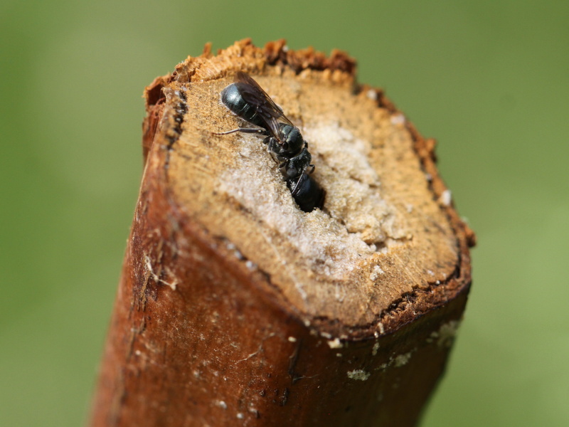 Bumblebees Etc On Twitter Male Ceratina Cyanea Trying To Get The Female To Leave Her Nest