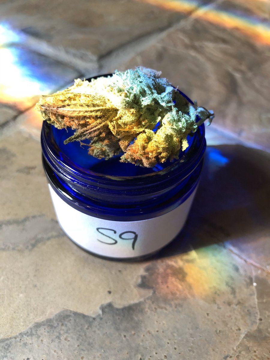 nycjamgal's tweet photo. Happy Friday. What are you smoking this weekend? #SampleInAJar #Sativa #CannabisCup 🔥🔛 https://t.co/ji7G1S1MXq
