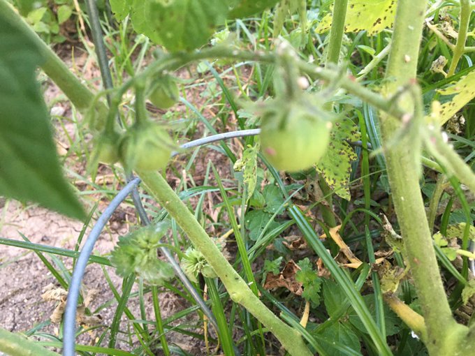 Cherry tomatoes coming in ready for them to start turning red 😋🍅 https://t.co/J1LfW7Aazi<a href="/tag/transdayofvisibility"class="tags"><span>#transdayofvisibility</span></a>