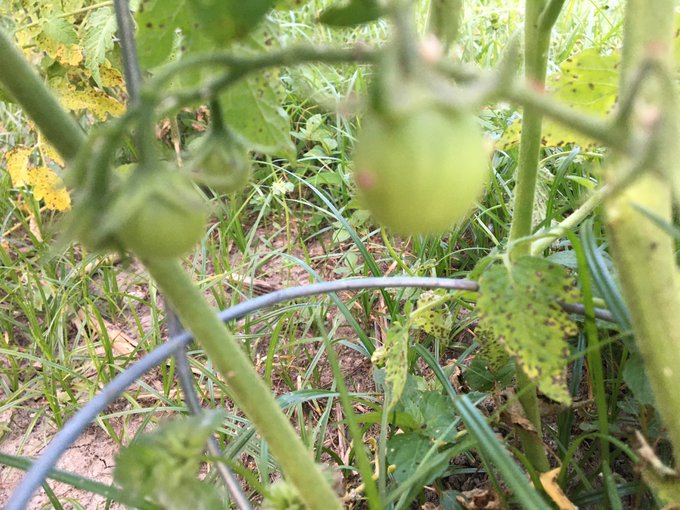 Cherry tomatoes coming in ready for them to start turning red 😋🍅 https://t.co/J1LfW7Aazi<a href="/tag/transdayofvisibility"class="tags"><span>#transdayofvisibility</span></a>