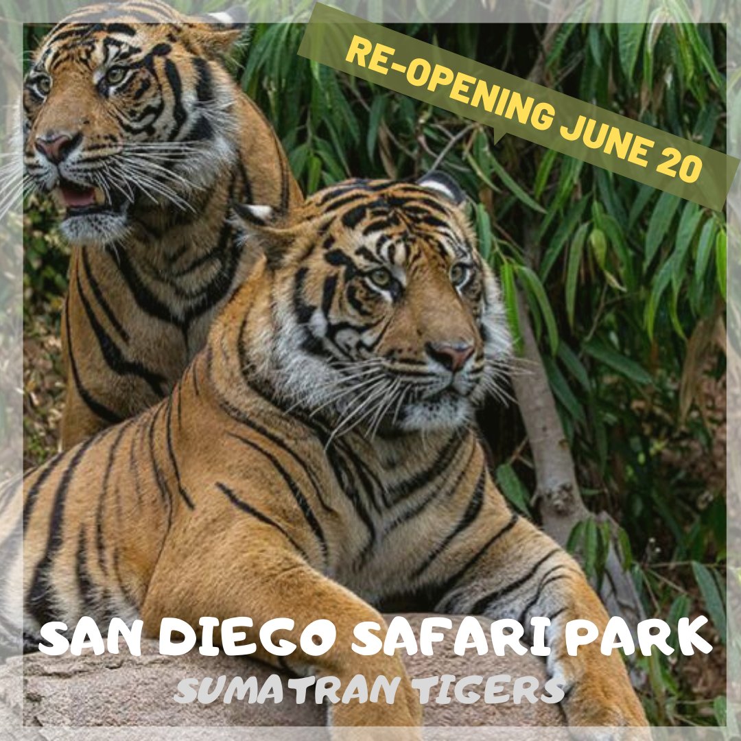 alcicsusm's tweet photo. The world famous San Diego Zoo &amp; Safari Park re-open tomorrow! Important safety rules: https://t.co/sWjrfSGVnF CSUSM discounts: https://t.co/nRM83Dda46 Questions or concerns? Email us at alci@csusm.edu #alcicsusm https://t.co/78JRyXaIeL