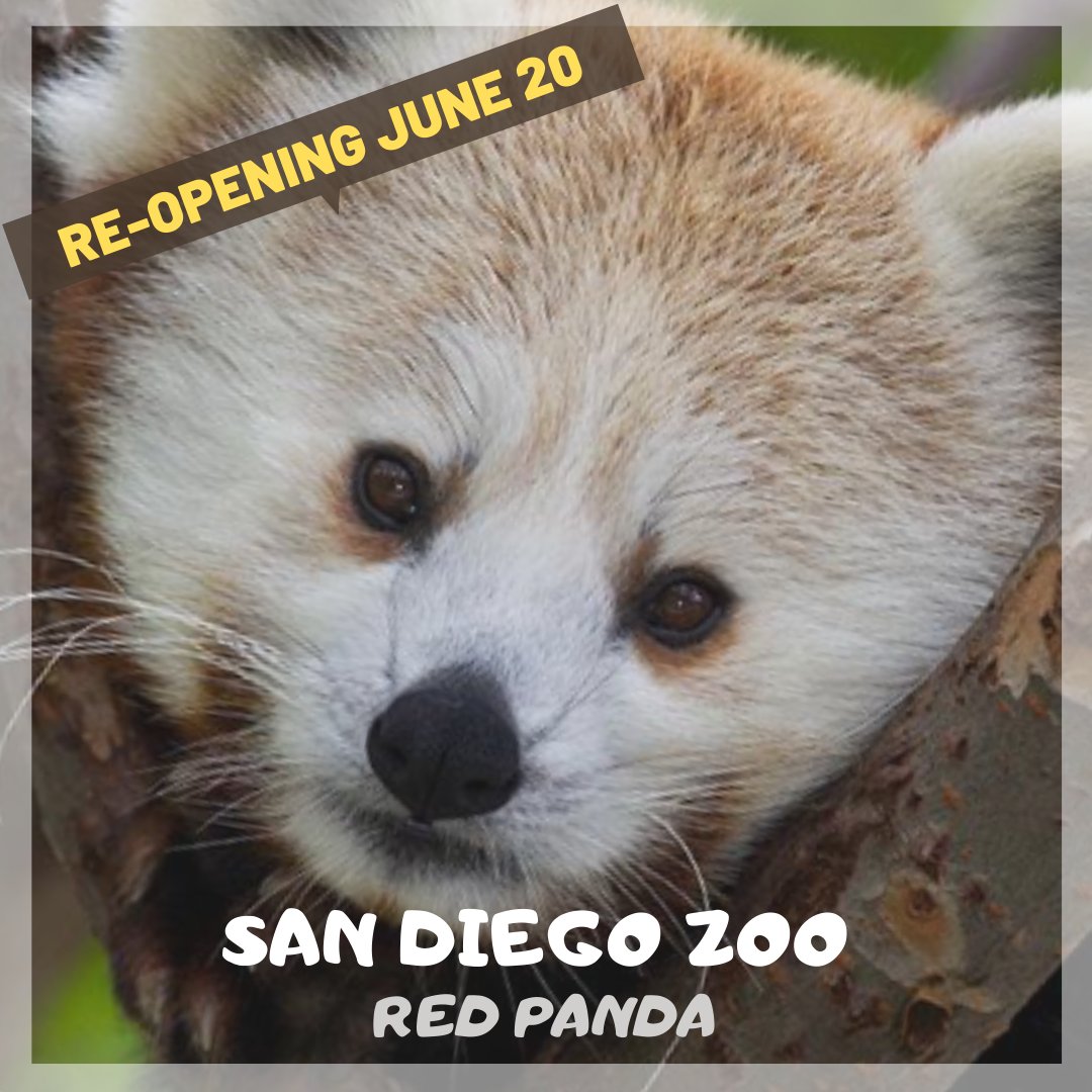 alcicsusm's tweet photo. The world famous San Diego Zoo &amp; Safari Park re-open tomorrow! Important safety rules: https://t.co/sWjrfSGVnF CSUSM discounts: https://t.co/nRM83Dda46 Questions or concerns? Email us at alci@csusm.edu #alcicsusm https://t.co/78JRyXaIeL