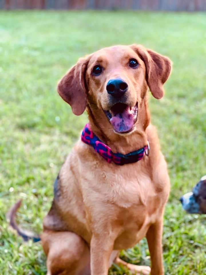 Twitter! help Sake June claim her rightful spot as South's Greatest Pet! You can vote once a day!!! southmagazine.secondstreetapp.com/Souths-Greates…