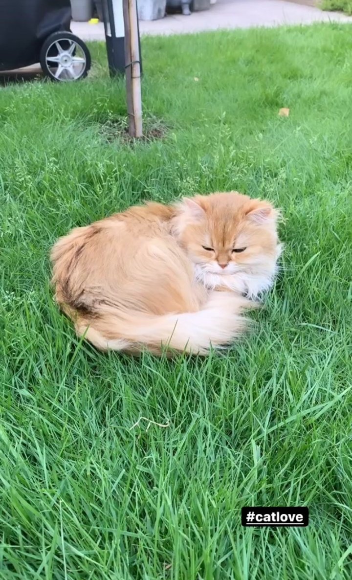 drxsilla's tweet photo. Una preciosidad y yo al lado para que no me regañen por usar el HT, our bicho is unbothered 🌱 (Did someone say Midsommar?)
#FreddyFriday #ByeSpring https://t.co/tB0fKjHbZQ