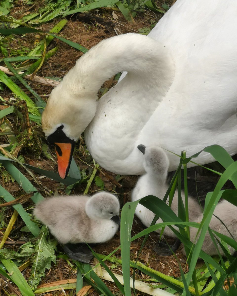 New life 😍 We've been waiting for these babies to hatch!

#hoxtonwestmutualaid #sprinwatch #newlife #simplepleasures #beautyinnature #dailydoseofoutdoors